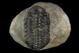 Bargain, Austerops Trilobite - Visible Eye Facets #120070-1